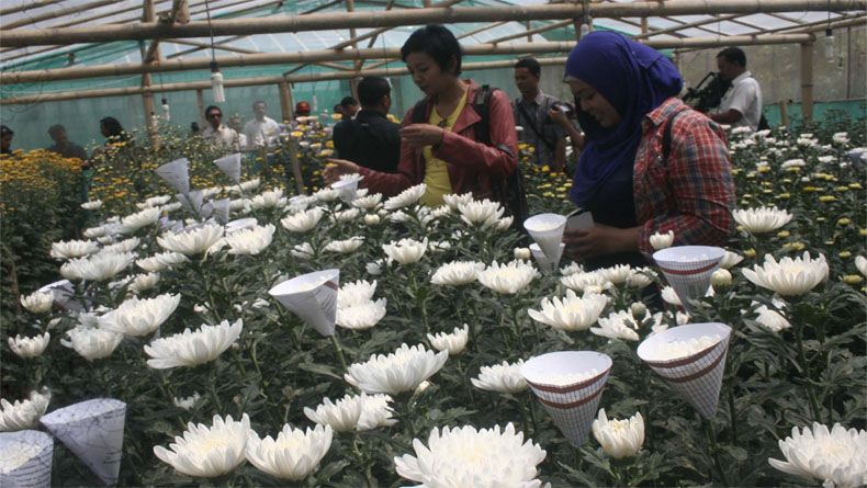 UGM Latih Petani Manfaatkan Urine Kambing untuk Pupuk Bunga Krisan