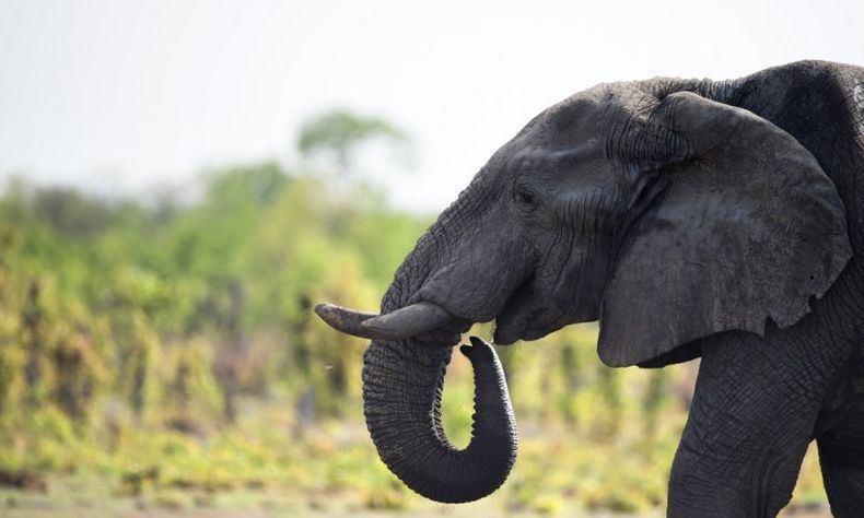 Turis Perempuan Asal Jerman Tewas Diinjak Gajah saat Memotret