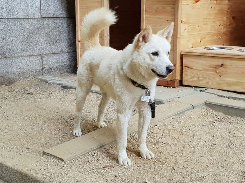 Korut Hadiahkan Sepasang Anjing Pemburu untuk Presiden Moon Jae In