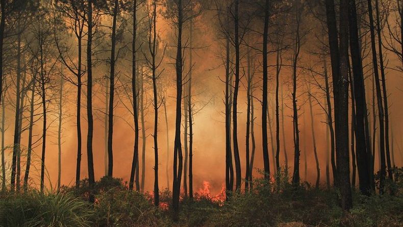 Kebakaran Hutan di Gunung Ciremai Terus Meluas