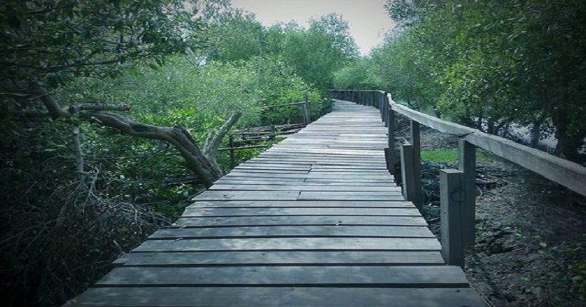 Yuk Selfie di Jembatan Kayu Mangrove Banyuurip, Wisata Hits Gresik