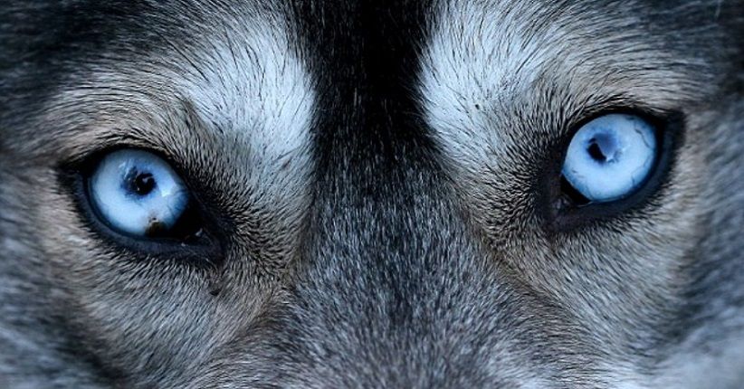 Mutasi Gen, Rahasia di Balik Mata Biru Tajam Siberian Husky