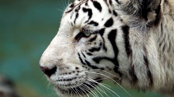 Harimau Putih Lolos dari Maut Setelah Terkam Penjaganya hingga Tewas