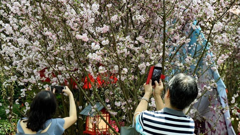 Terjangan Topan di Jepang Sebabkan Bunga Sakura Mekar di Musim Gugur