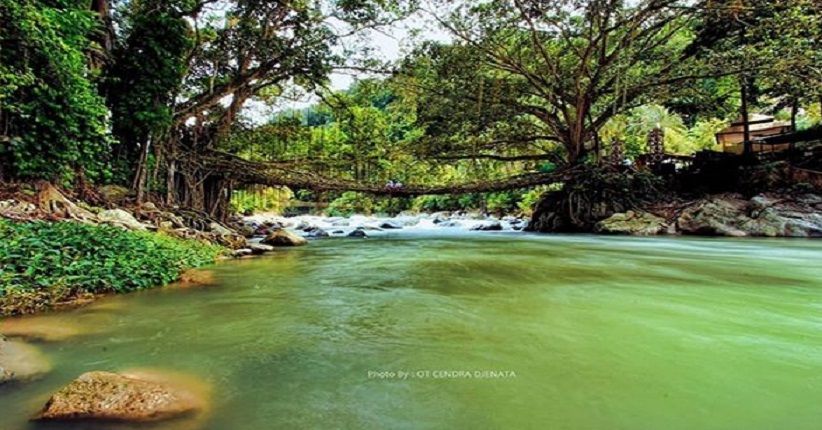 Jembatan Tertua di Tanah Minang Terbuat dari Akar Berusia 100 Tahun