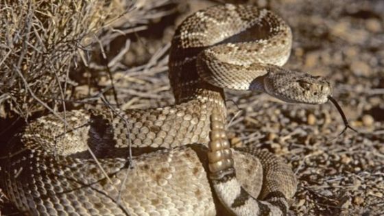 Perempuan Dipatuk Ular Berbisa, Polisi Temukan Seratusan Reptil di Peternakan