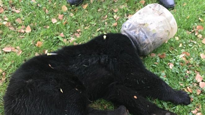 Kisah Anak Beruang yang Kepalanya Terjebak dalam Toples Selama 3 Hari