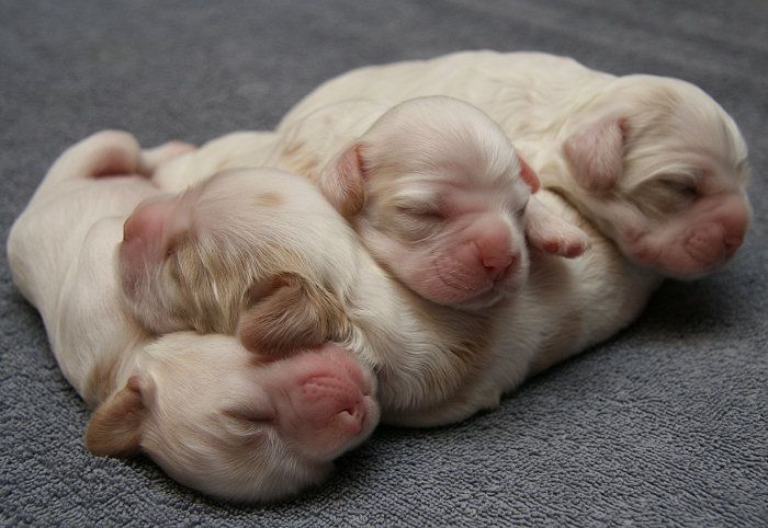 Kawanan Perampok di Inggris Todong Ibu Hamil dan Curi 8 Anak Anjing