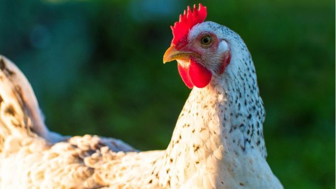 Perusahaan Produksi Chicken Nuggets Tanpa Menyembelih Ayam, Kok Bisa?