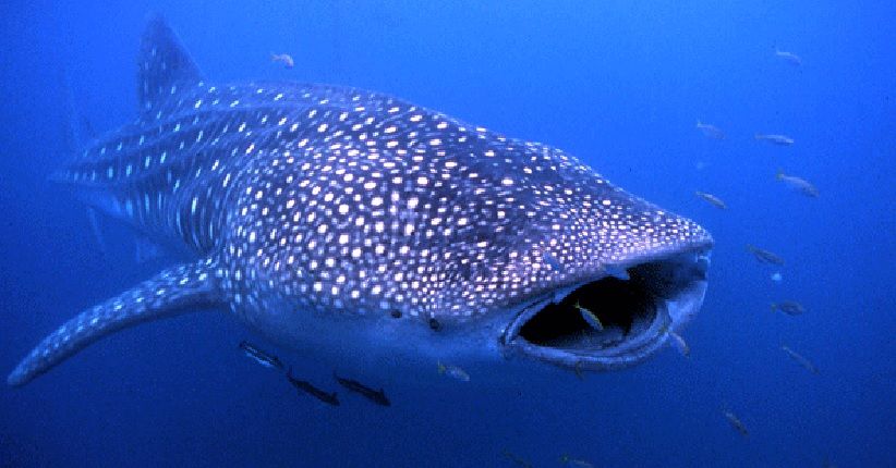 Doa Nabi Yunus Ketika Dikarantina di Perut Ikan Paus Selama 40 Hari