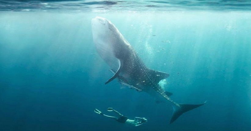 Mengintip Keindahan Bawah Laut Derawan sambil Berenang dengan Hiu Paus