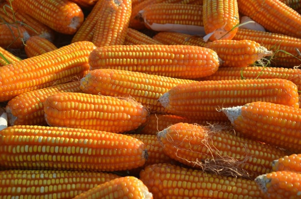 Ekonom: Impor Jagung untuk Turunkan Harga Daging Ayam