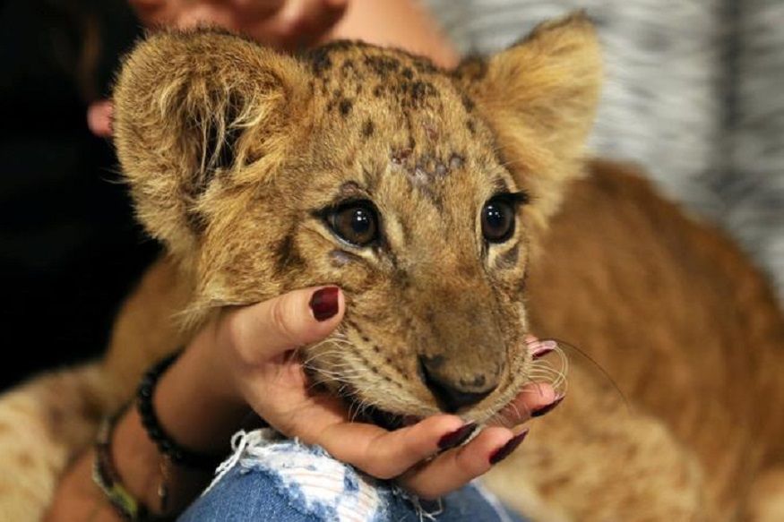 Ada Anak Singa dalam Lamborghini, Sang Pengemudi Ditangkap