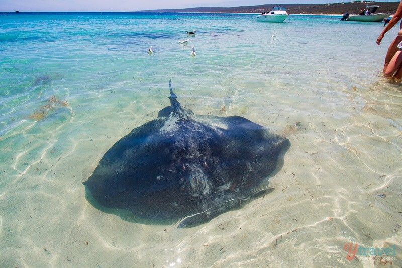 Pria Tewas Disengat Ikan Pari saat Asyik Berenang di Laut Tasmania
