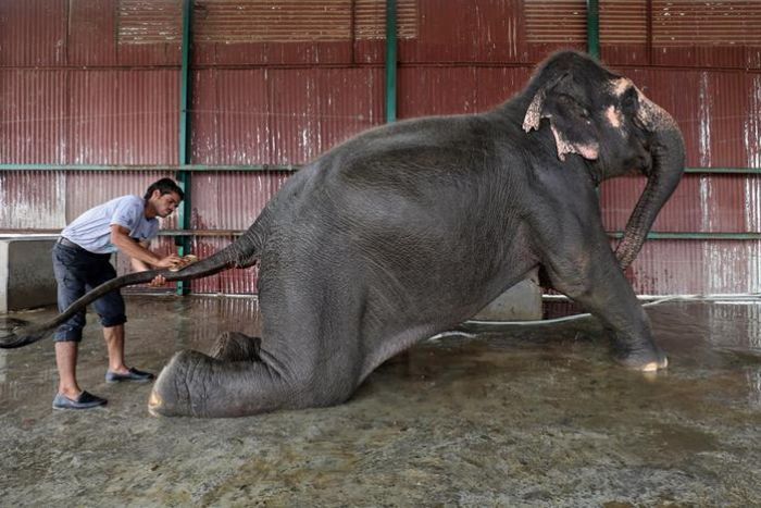 Pertama Kalinya, Rumah Sakit Khusus Gajah Didirikan di India