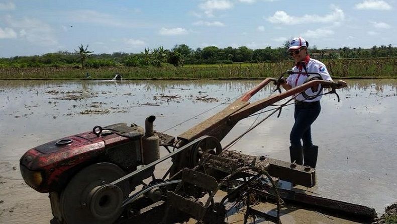 Serap Aspirasi Petani, Caleg Perempuan Perindo di DIY Ikut Bajak Sawah