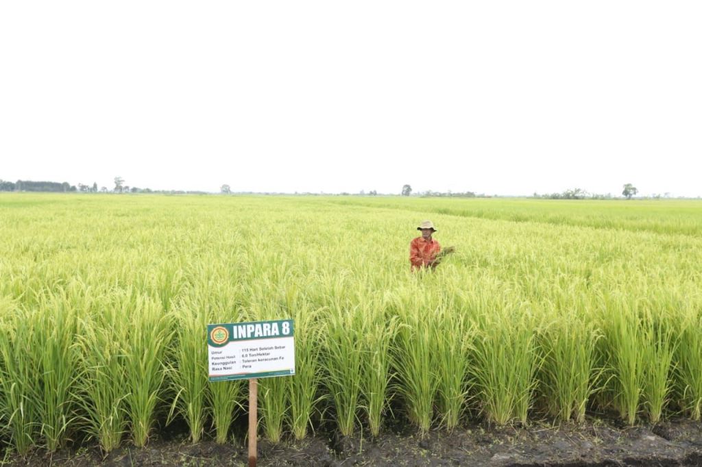 Petani Kapuas Manfaatkan Embung untuk Lahan Rawa