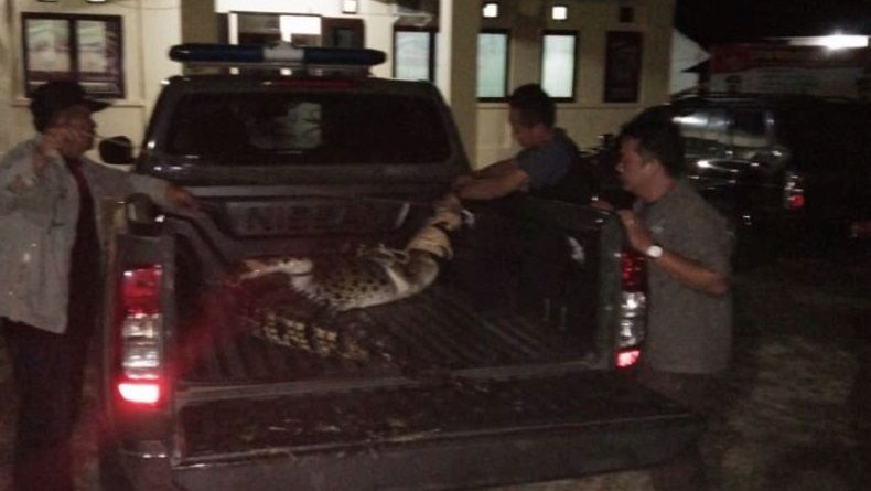 2 Buaya yang Terperangkap akibat Banjir di Kuansing Dievakuasi