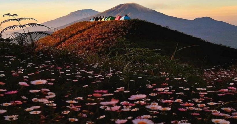 Musim Hujan, Yuk Intip Keindahan Bunga Daisy Mekar di Gunung Prau