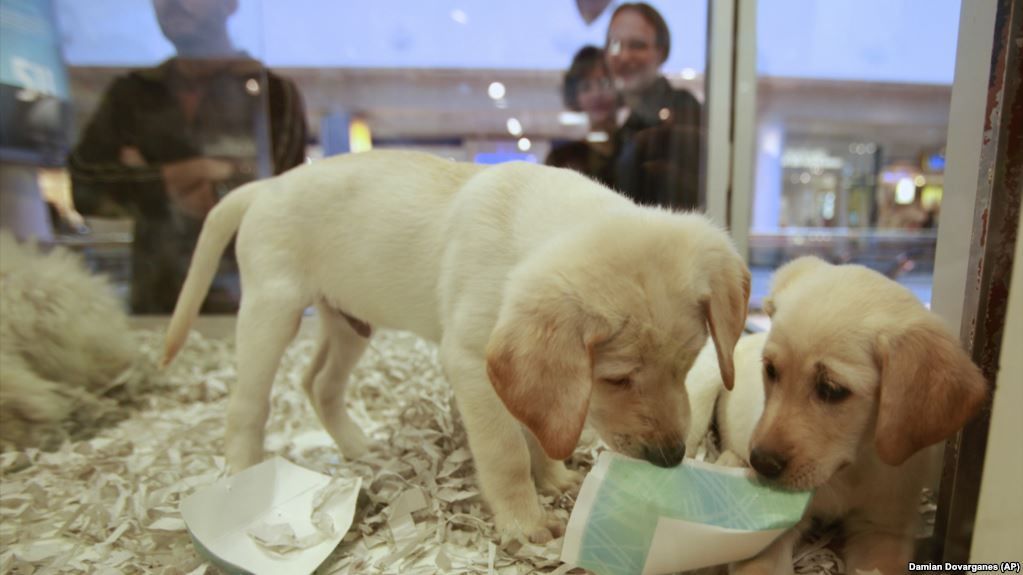 Inggris Larang Toko Hewan Peliharaan Jual Anak Anjing dan Anak Kucing