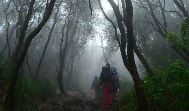 Korban Hilang Tersesat di Hutan Wania Mimika Ditemukan Selamat