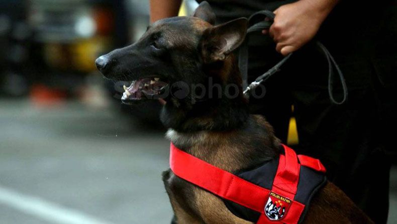 Antisipasi Bahan Peledak, Polisi Kerahkan Anjing Pelacak Sisir Stasiun Gambir