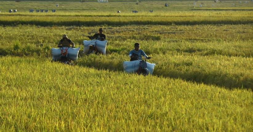 Kalsel Akan Beli Beras Petani untuk Stok Pangan selama Pandemi Covid-19