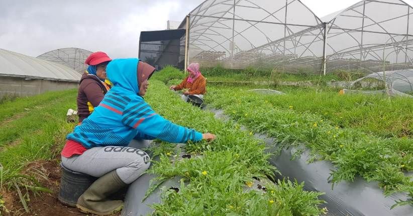 PDB Sektor Pertanian Terus Meningkat