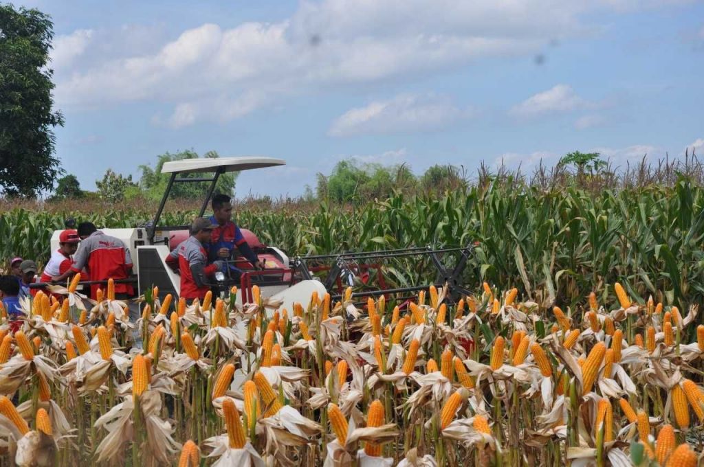 Kementan Sebut Produksi Padi dan Jagung Tahun 2018 Surplus