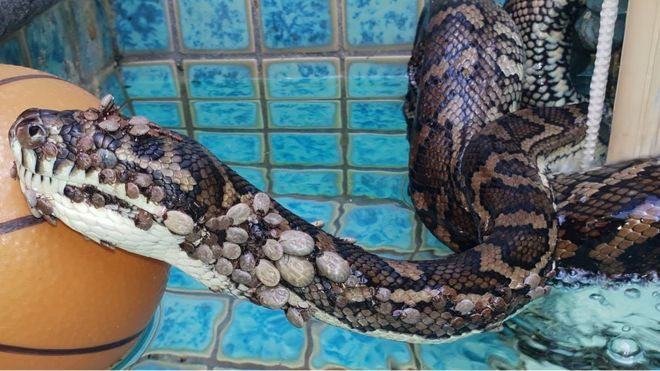 Ular Piton dengan Lebih dari 500 Kutu Diselamatkan di Australia