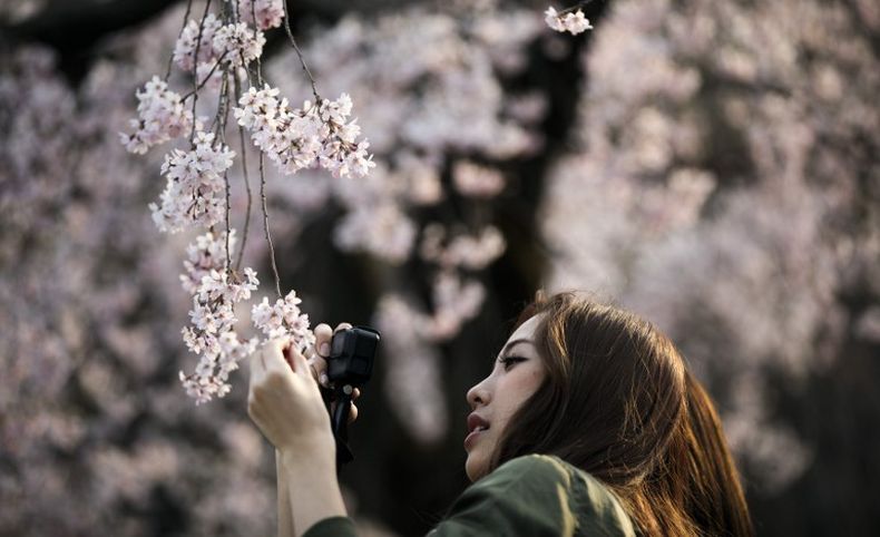 Bunga Sakura Diprediksi Mekar Lebih Awal di Jepang Tahun Ini