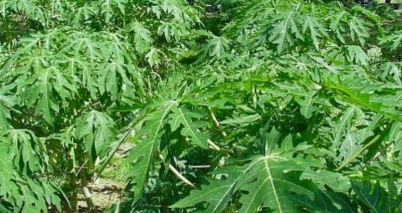 Suka Daun Pepaya dan Makanan Pahit? Ini Manfaatnya bagi Kesehatan 