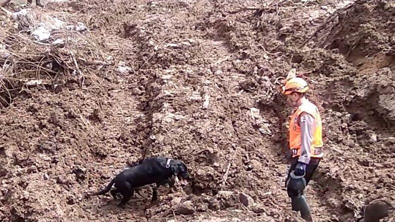 Tim Turunkan 5 Anjing Pelacak Mencari 9 Korban Longsor di Gowa