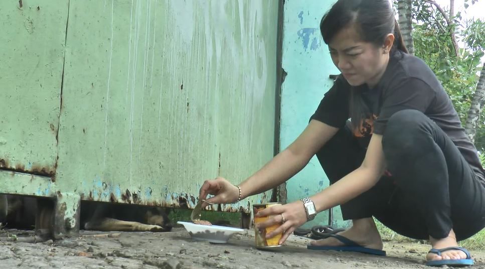 Viral, 3 Anjing Kelaparan Terjebak di Gudang Sitaan PN Karanganyar