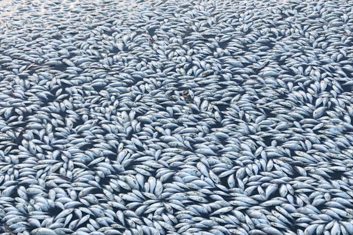 Kematian Ratusan Ribu Ikan Tak Terkendali, Pemerintah Australia Cemas