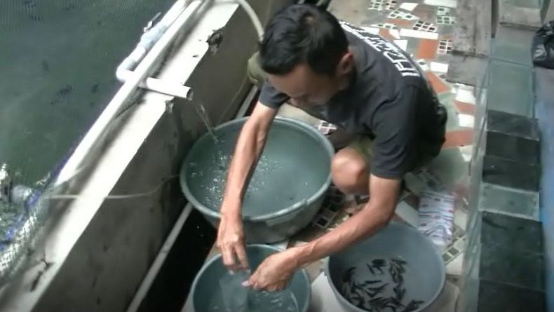 Berantas Jentik Nyamuk, Warga Cianjur Pelihara Cupang di Bak Mandi