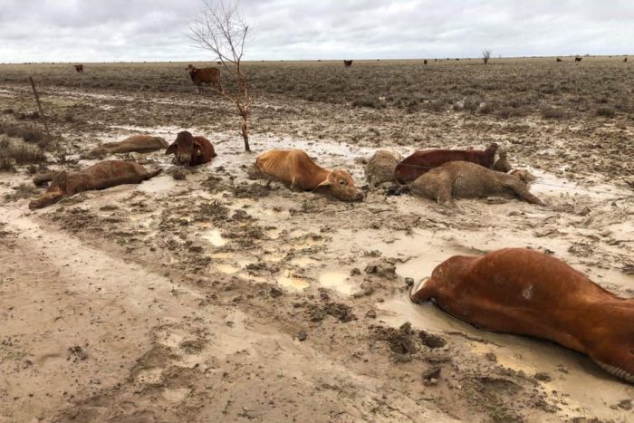 Banjir di Australia Tewaskan Ratusan Ribu Ekor Sapi