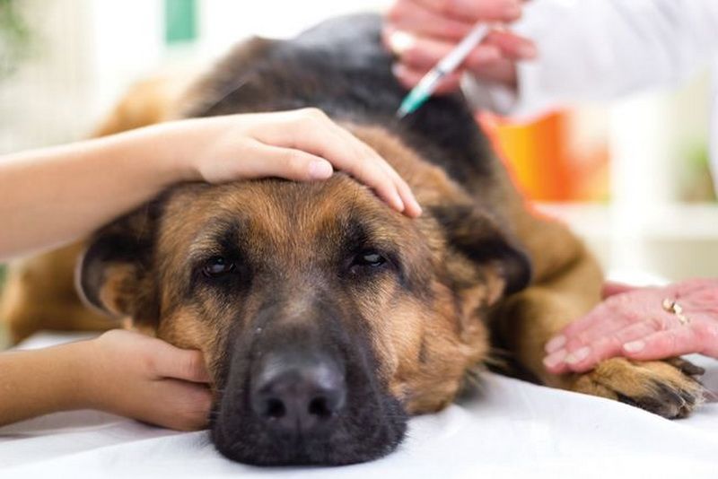 Cegah Rabies, Kucing hinga Musang di Jaksel Divaksin