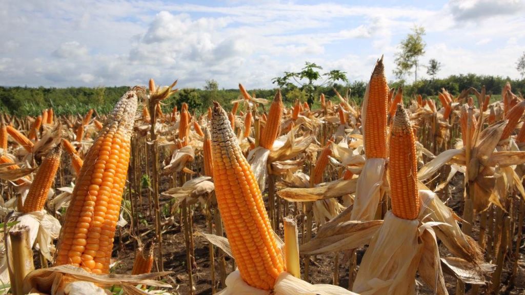 Panen Melimpah, Harga Jagung Sudah Turun