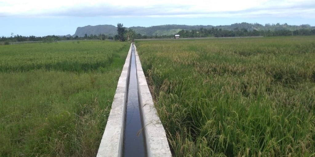 Diserang Hama, Klaim Asuransi Petani Karawang Cair