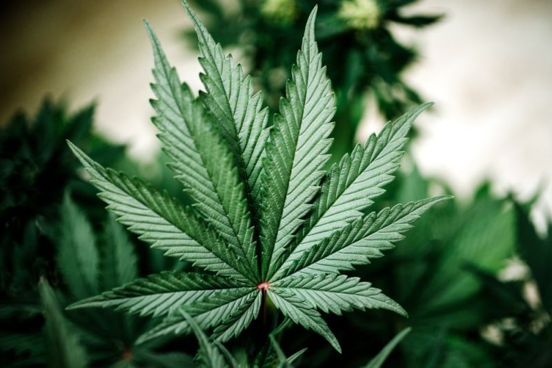 Polisi Sisir Kawasan Hutan Kutamaneuh Karawang Cari Ladang Ganja