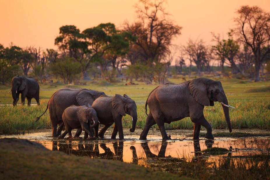 Terlalu Banyak, Gajah di Botswana Bakal Dibantai Jadi Makanan Kaleng