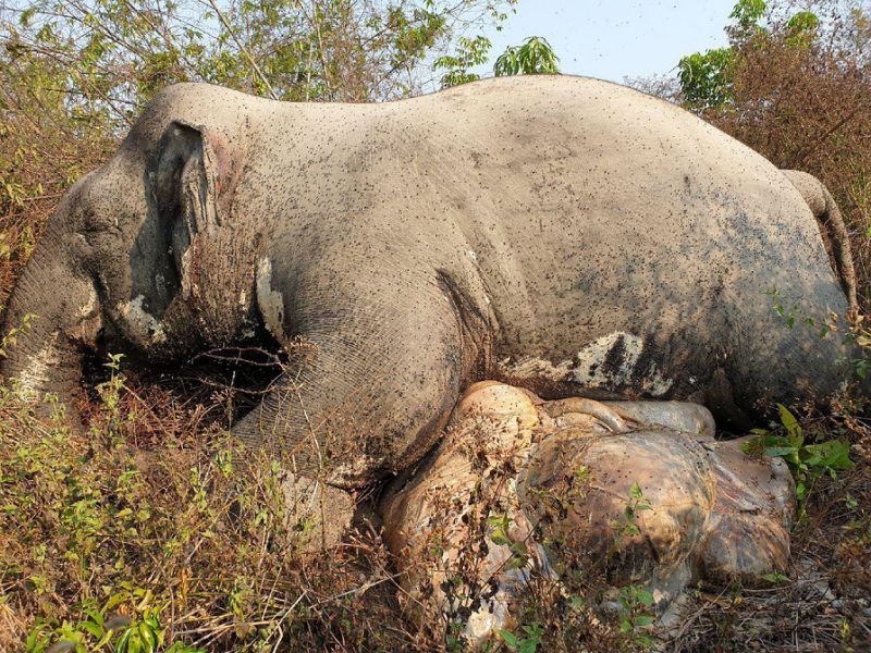 Gajah Jantan Ditemukan Mati Tertembak di Taman Margasatwa Kamboja
