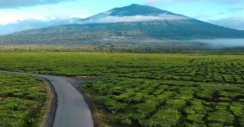 Terpikat Pesona Kebun Teh Kayu Aro Jambi, Tertinggi Kedua di Dunia