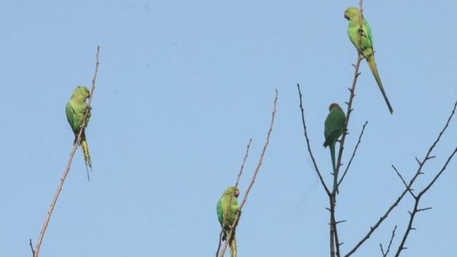 Burung Beo Pecandu Narkoba Buat 'Kegaduhan' di India