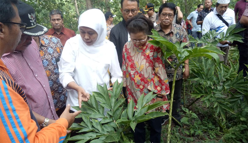 Temui Petani Porang, Khofifah Bantu Budi Daya Hingga Alat Pengolahan