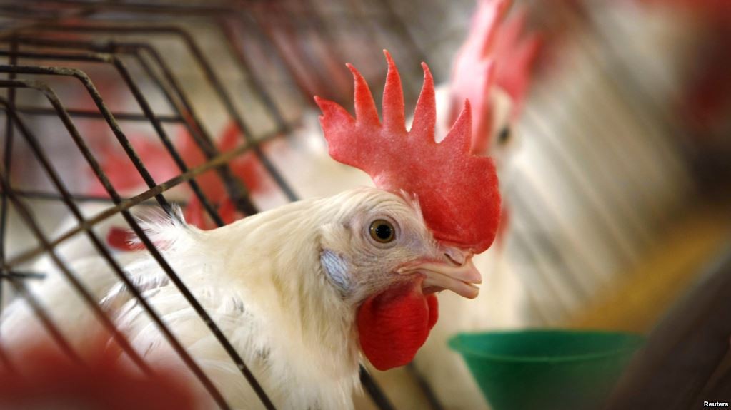 Singapura Jadi Negara Pertama di Dunia Jual Daging Ayam dari Hewan Tak Disembelih