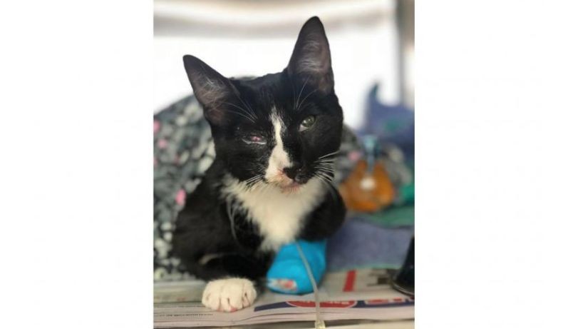 Kucing Ini Selamat Setelah Teraduk dan Terendam 30 Menit di Mesin Cuci