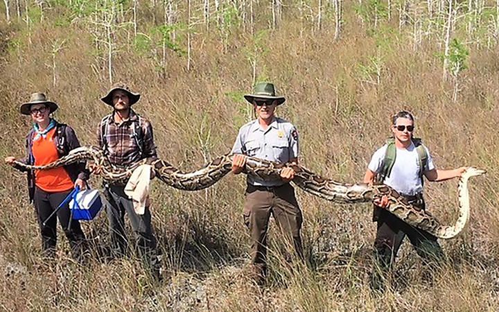 Ular Piton Hamil Besar Sepanjang 5,2 Meter Ditangkap di Florida AS