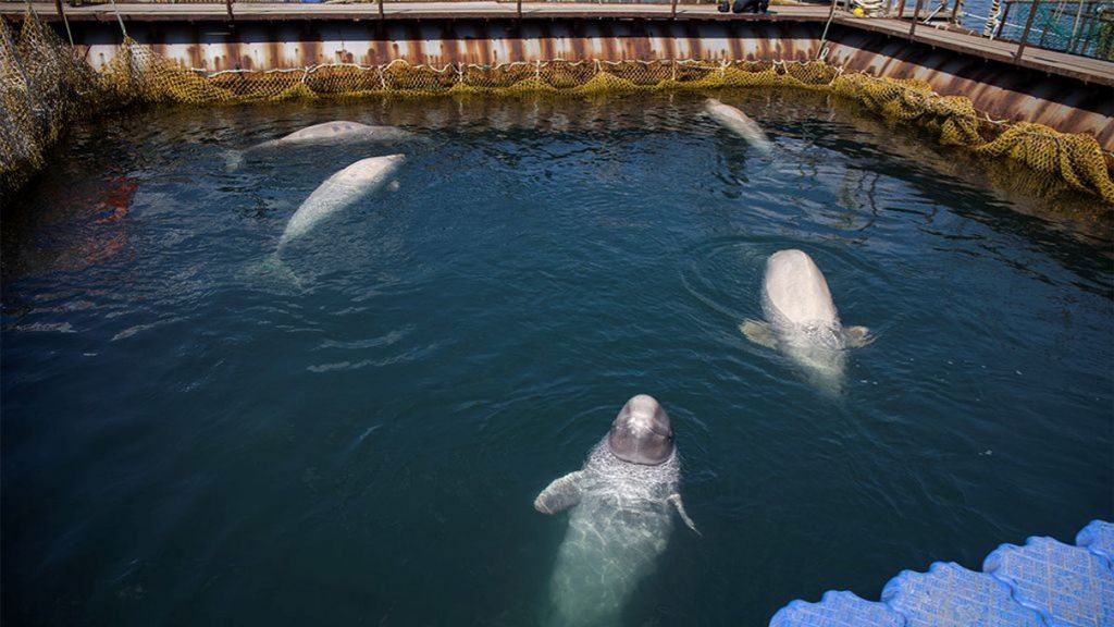 Rusia Bakal Bebaskan Hampir 100 Paus Orca dan Beluga dari 'Penjara'